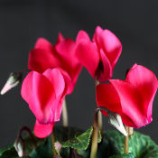 Aldéhyde Cyclamen - 30 Gr