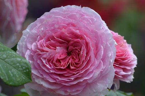 rose centifolia parfum