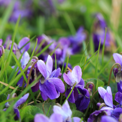 Violet Fragrance Base - 30 gr