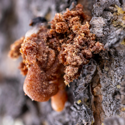 Acétate d'Isobornyle - 30 Gr