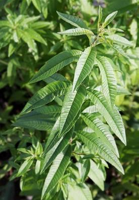 Extrait naturel de Verveine vraie pour la Gastronomie - 30 Gr