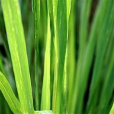 Huile essentielle de Citronnelle (Chine) - 30 gr