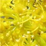 Huile essentielle de Galbanum - 30 gr