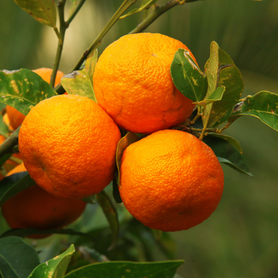 Huile essentielle de Bigarade (Orange amère) - 30 gr
