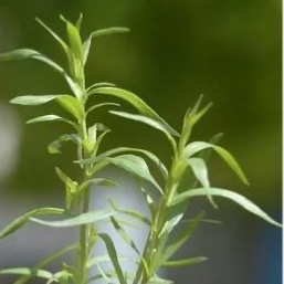 Extrait naturel d'Estragon pour la Gastronomie - 30 Gr