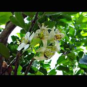 Huile essentielle de Fleur de Pamplemoussier - 30 gr