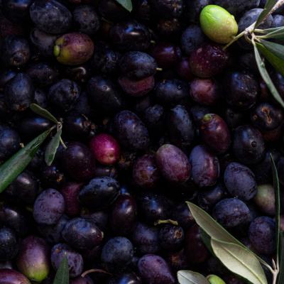 Absolue d'Olive - 30 Gr