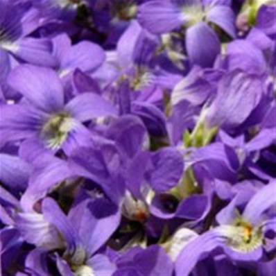 Absolue de Feuilles de Violette - 30 gr