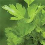 Huile essentielle de Persil Feuilles - 30 gr
