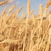 Absolue de Son de Blé Tendre - 30 gr