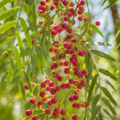 Extrait naturel de Piment (baies) pour la Gastronomie - 30 Gr