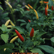 Huile essentielle de Piment Feuilles - 30 gr