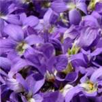 Extrait naturel de Violette (feuilles) pour la gastronomie - 30 Gr