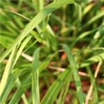 Huile essentielle de Lemongrass - 30 gr
