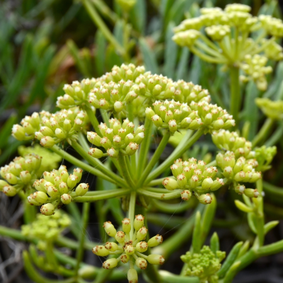 Huile Essentielle de Criste Marine - 30 gr