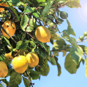 Extrait naturel de Petit grain citronnier pour la Gastronomie - 30 Gr