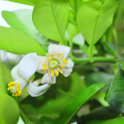 Extrait naturel de Fleur de Pamplemoussier - 30 Gr