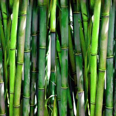 Base parfumante Bambou - 30 gr