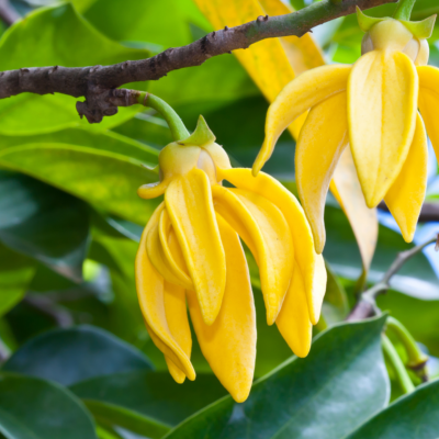 Benzyl Benzoate 30 Gr