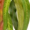 Huile essentielle d'Eucalyptus Globulus - 30 gr
