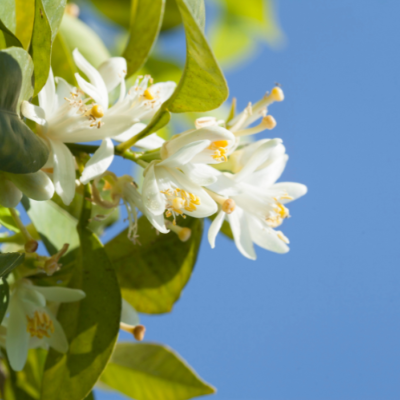 Extrait naturel de Fleur d'oranger  pour la Gastronomie - 30 Gr