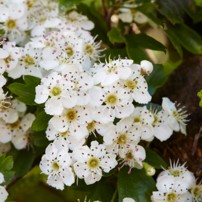 Anisaldehyde - 30 Gr