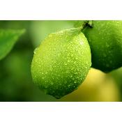 Extrait naturel de Citron Vert (distillé) pour la Gastronomie - 30 Gr