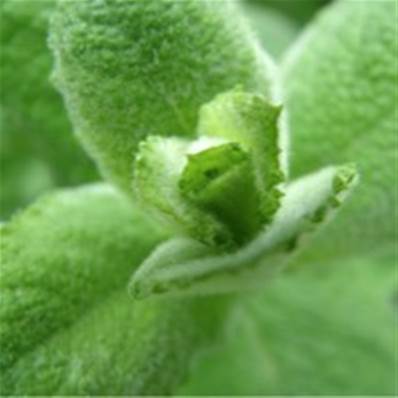 Huile essentielle de Menthe verte - 30 gr