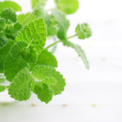 Extrait naturel de Menthe verte (menthe à thé) pour la Gastronomie - 30 Gr