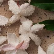 Absolue de Jasmin Grandiflorum - 30 gr