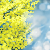 Isobutyle Salicylate - 30 Gr