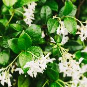 Base parfumante Jasmin - 30 gr