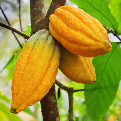 Extrait naturel de Cacao (fèves torréfiées) - 30 Gr