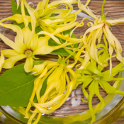 Extrait naturel d'Ylang-Ylang pour la Gastronomie - 30 Gr