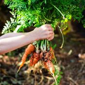 Huile essentielle de Carotte graines - 30 gr