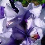 Beurre d'Iris 15 % d'Irones - 30 gr