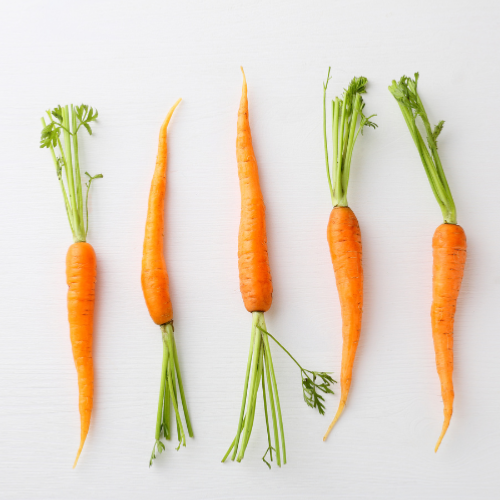 Extrait naturel de carotte semences pour la cuisine gastronomique