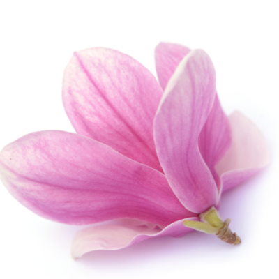 Huile essentielle de Magnolia Fleur - 30 gr