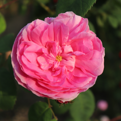 Absolue de Rose Centifolia Pays - 10 Gr