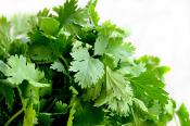 Extrait naturel de Coriandre feuilles pour la Gastronomie - 30 Gr