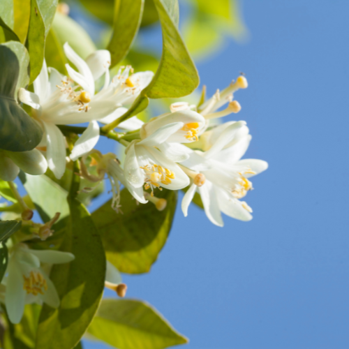 Extrait naturel de fleur d'oranger