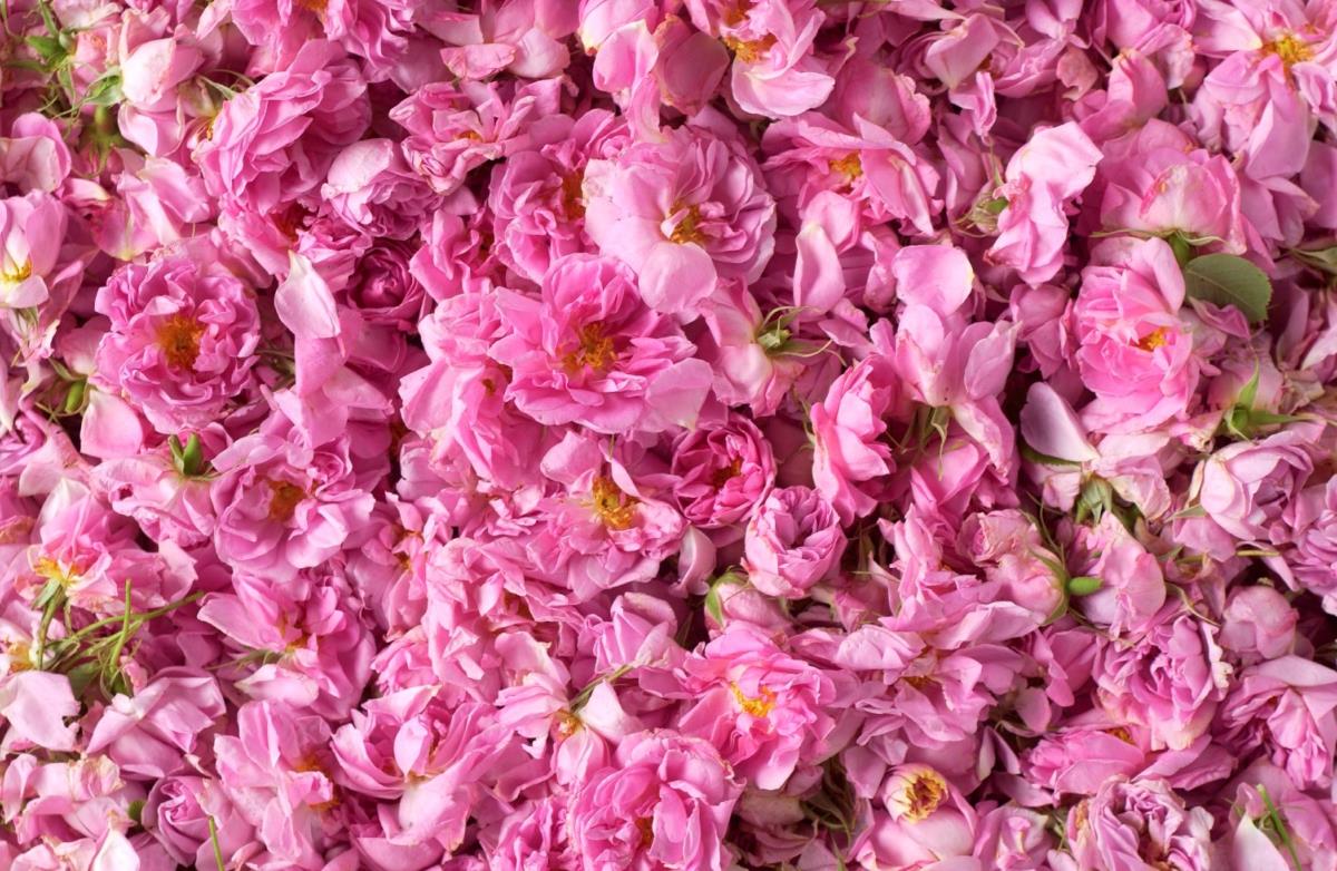 Absolue de rose par Fragrance Création