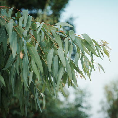 Huile Essentielle d'Eucalyptus Citriodora - 30 gr