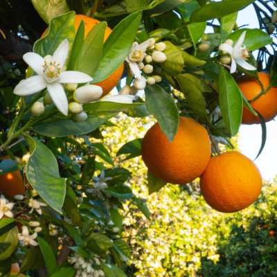 Absolue de Fleur d'Oranger de Tunisie - 30 gr