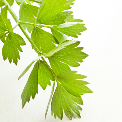 Extrait naturel de Livèche pour la Gastronomie - 30 Gr