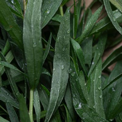 Extrait naturel d'Estragon pour la Gastronomie - 30 Gr