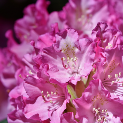 Huile essentielle de Rhododendron - 30 Gr