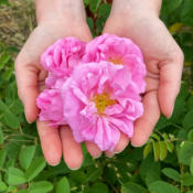 Extrait naturel de Rose Centifolia pour la Gastronomie - 30 Gr