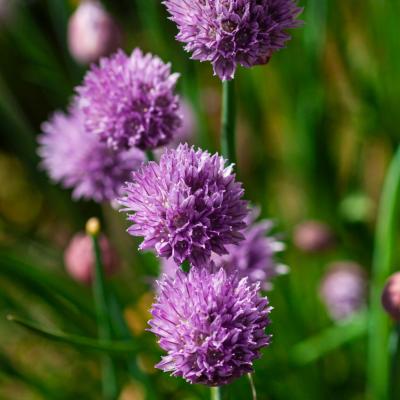 Huile essentielle de Ciboulette - 30 gr