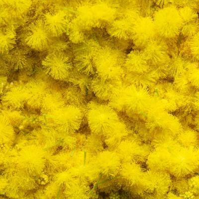 Absolue de Mimosa Pays - 30 gr